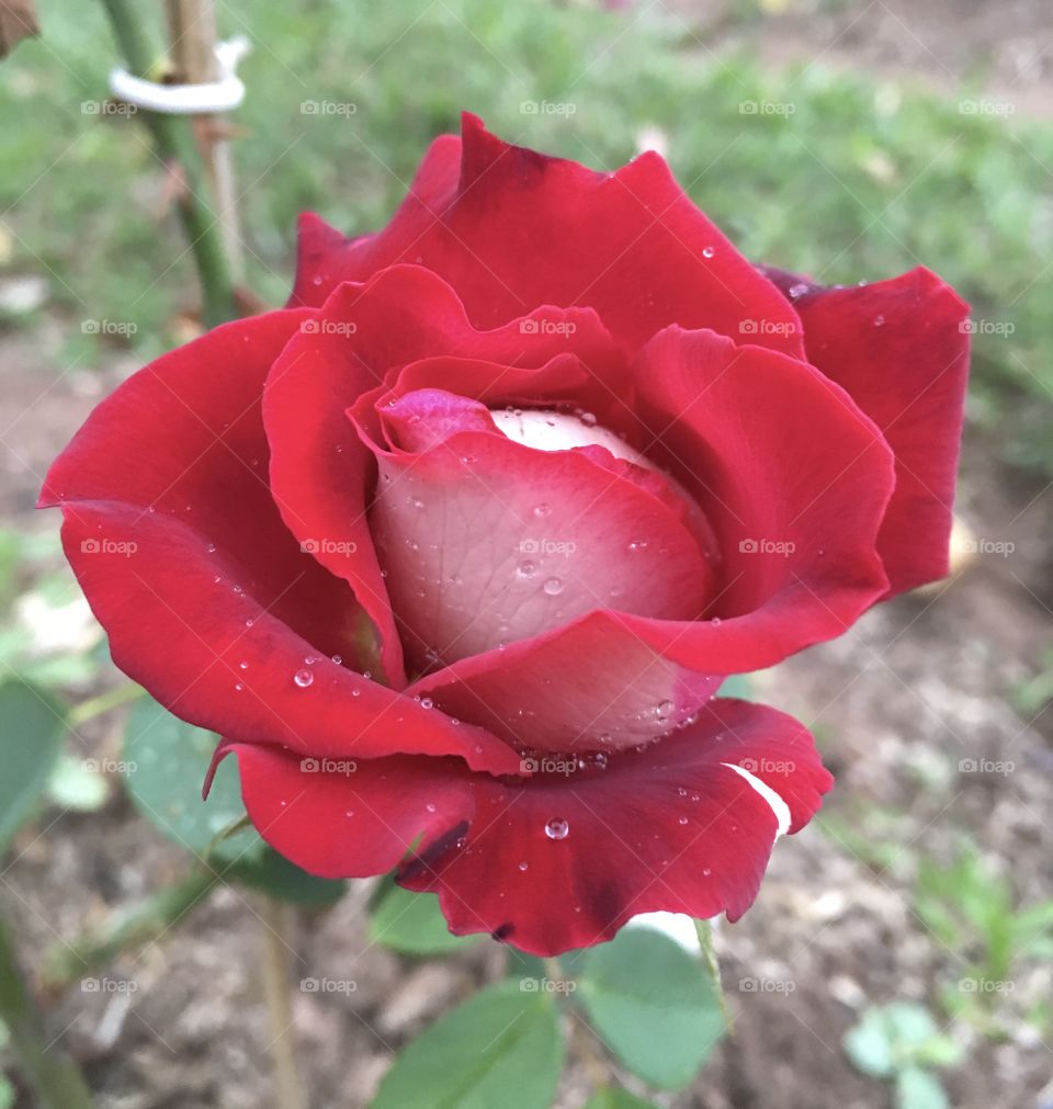 A beautiful red rose, with its flower bud blooming and allowing you to feel its fragrant petals. / Uma linda roseira vermelha, com seu botão de flor desabrochando e permitindo sentir suas pétalas perfumadas.