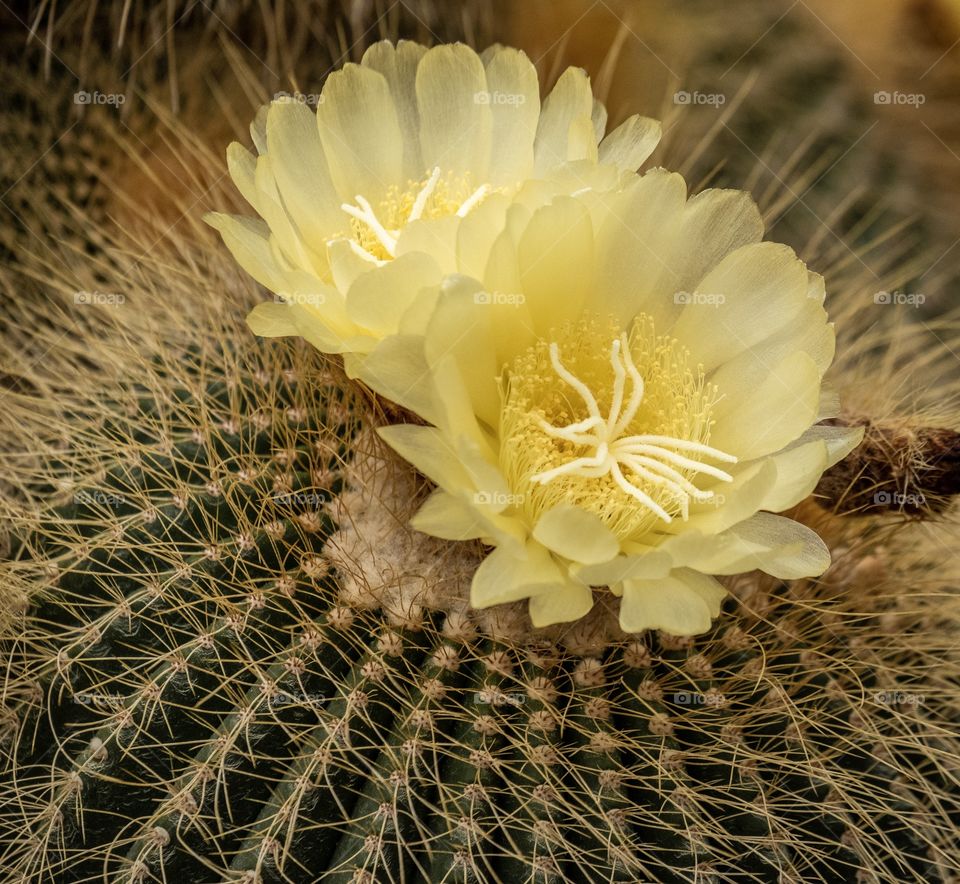 Cactus flower