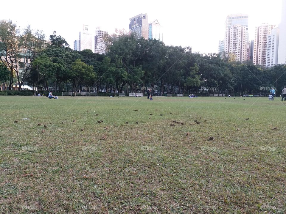 small birds in Victoria Park HK