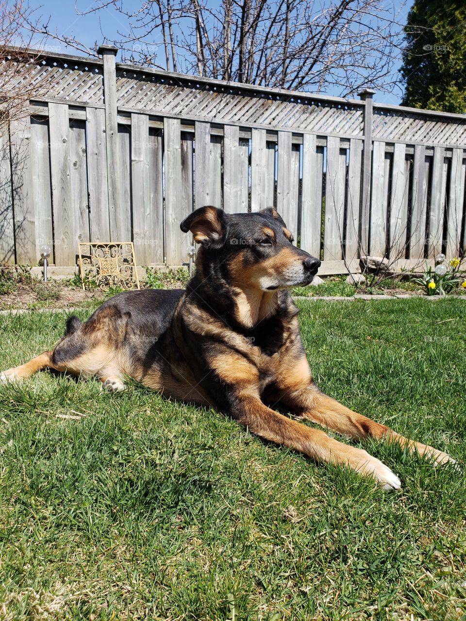 Dog in summer sunshine