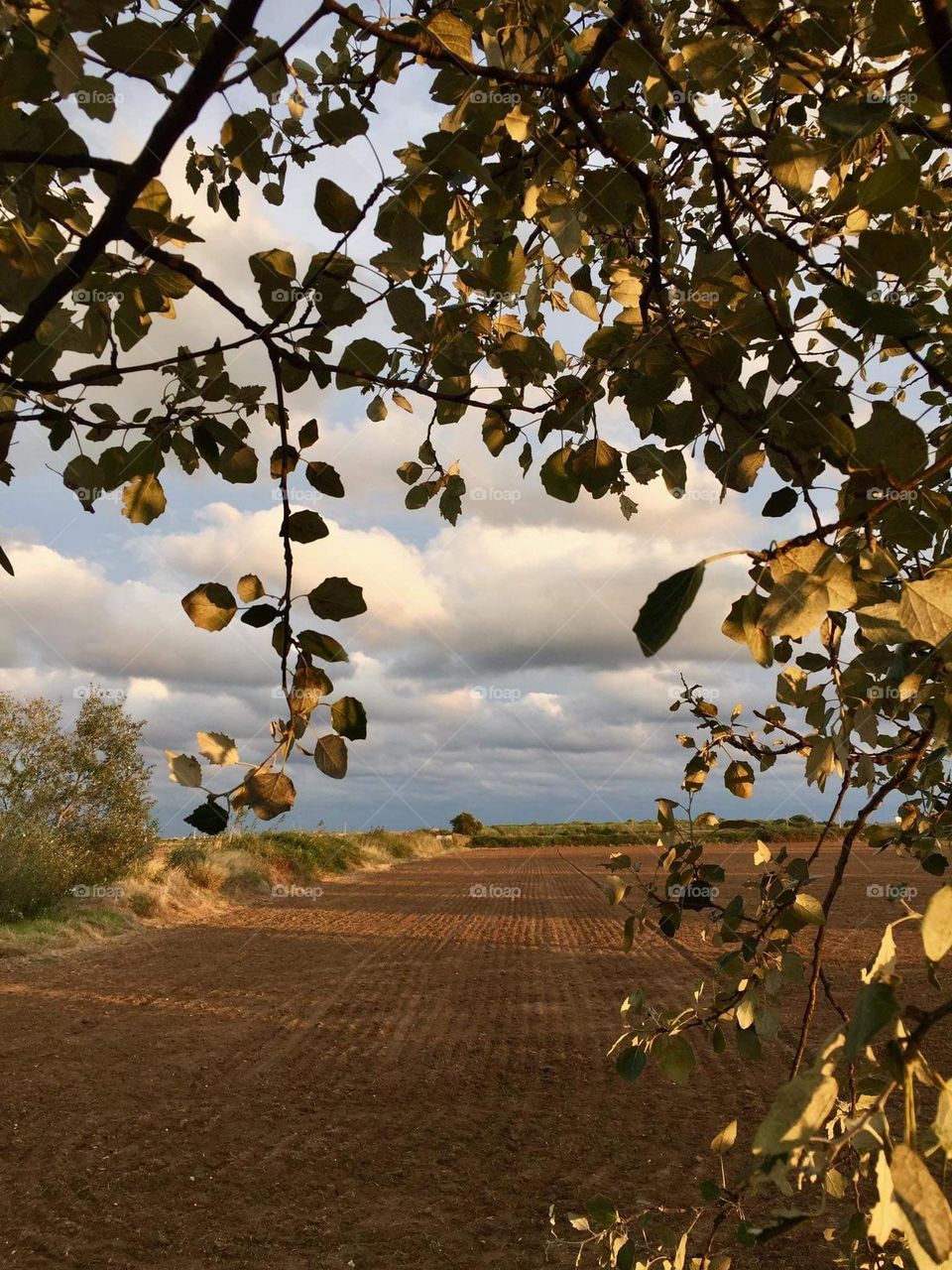 countryside