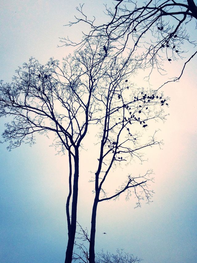 Winter birds