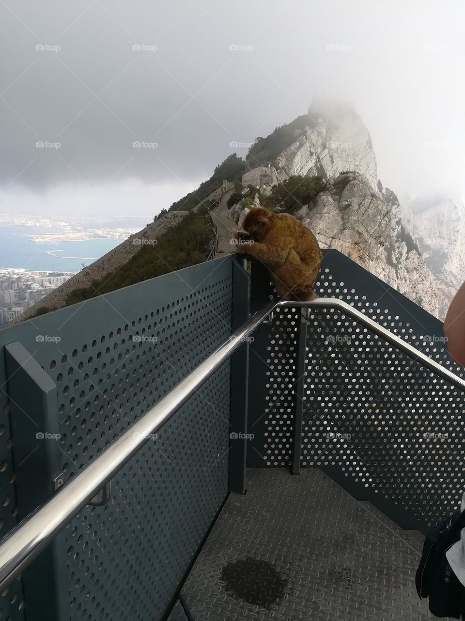 macaque in the top of mountain
