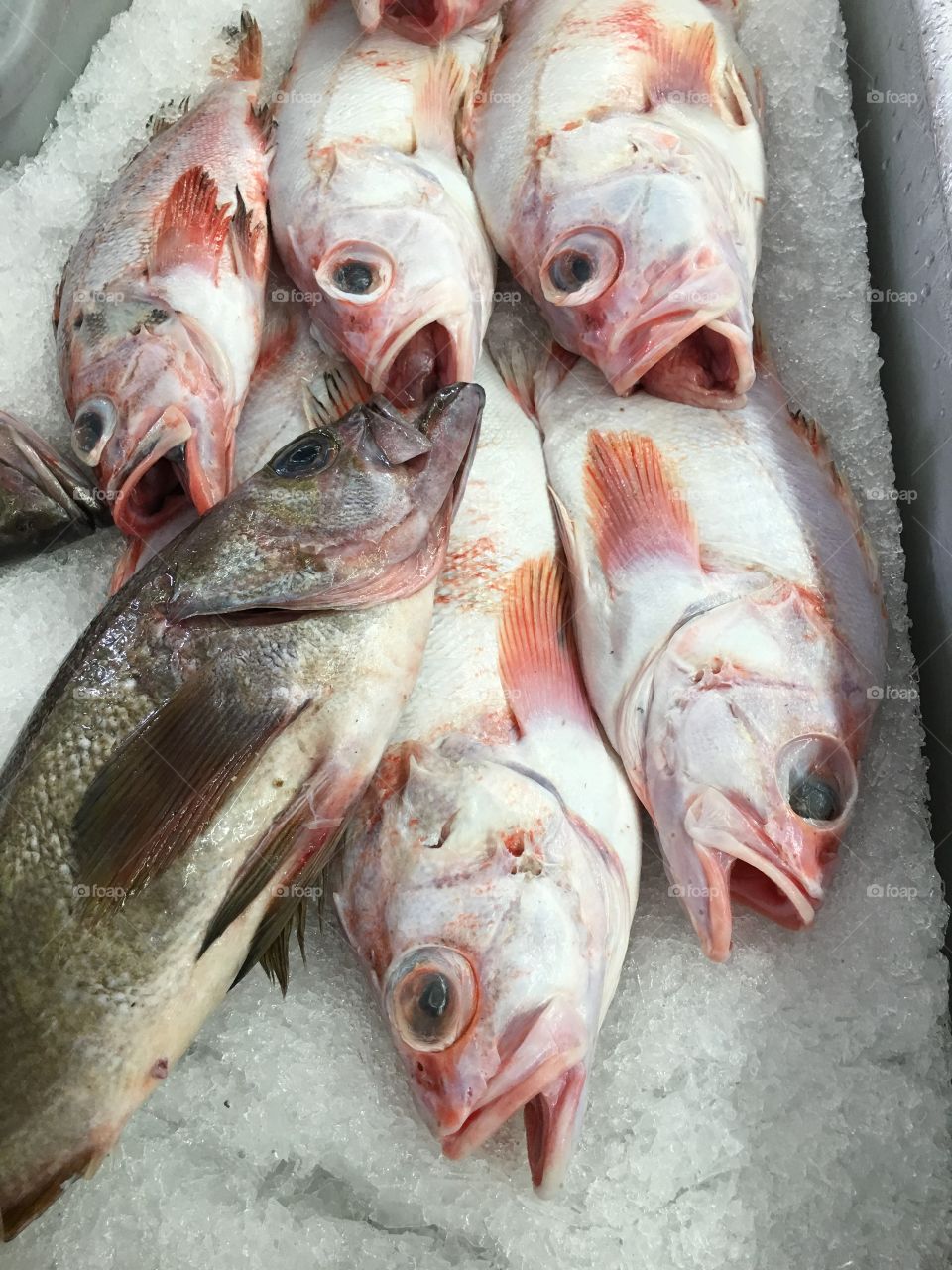 COD fresh from Pacific , ready to go on the grill