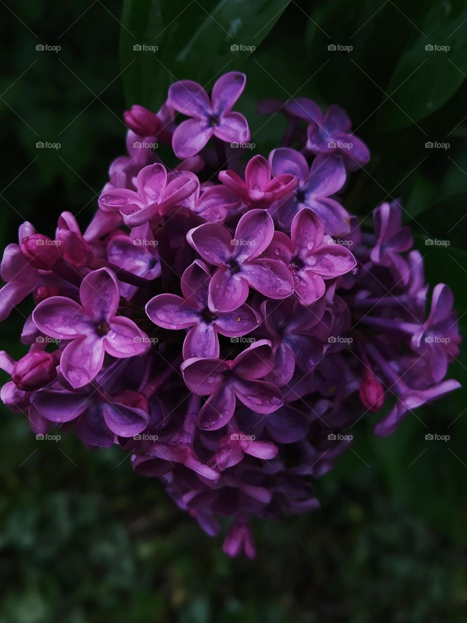 lilac flower