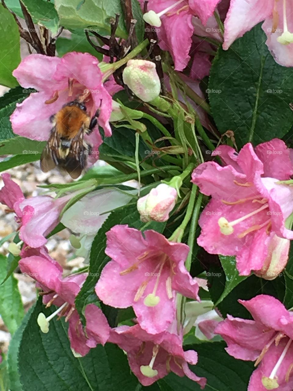Common carder bee feeding on a pink weigela flower on the bush in the garden in summer