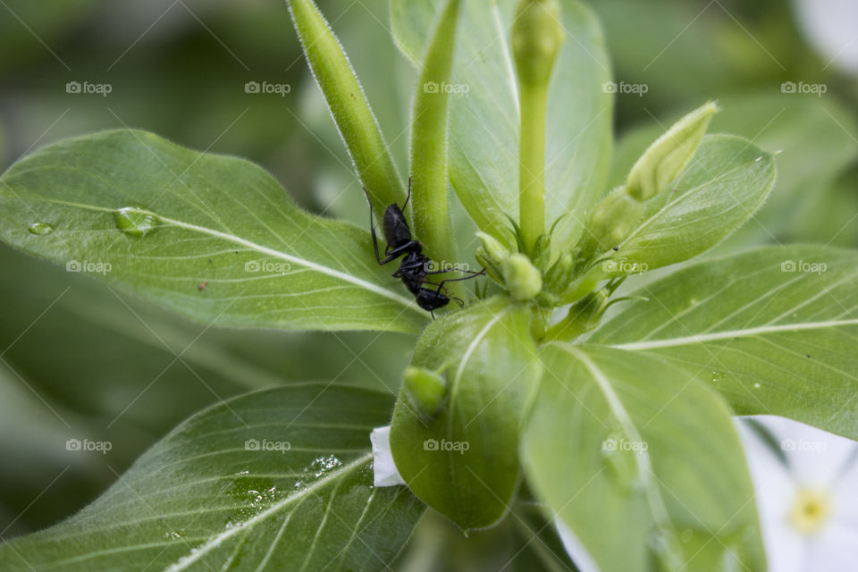 Ant on plant