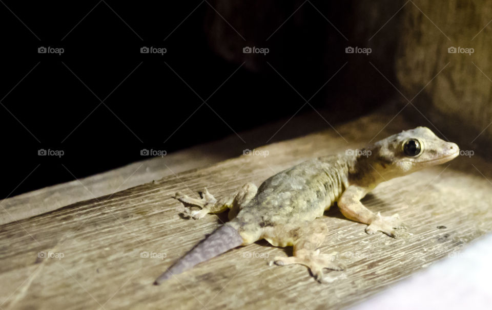 Lizard near window