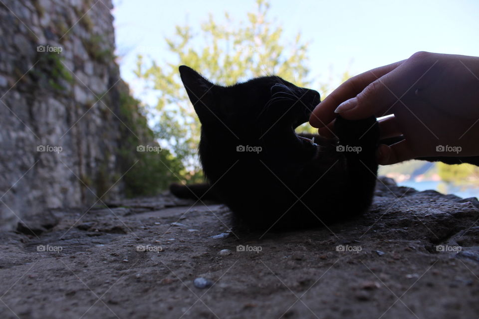 Little mommy cat at a castle