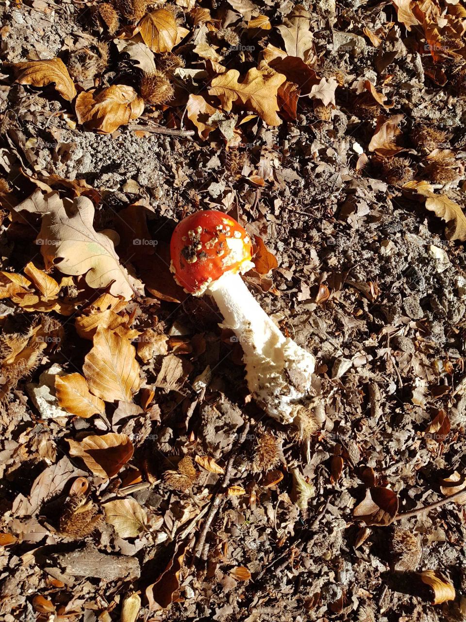 Mushroom, on the ground in a forest