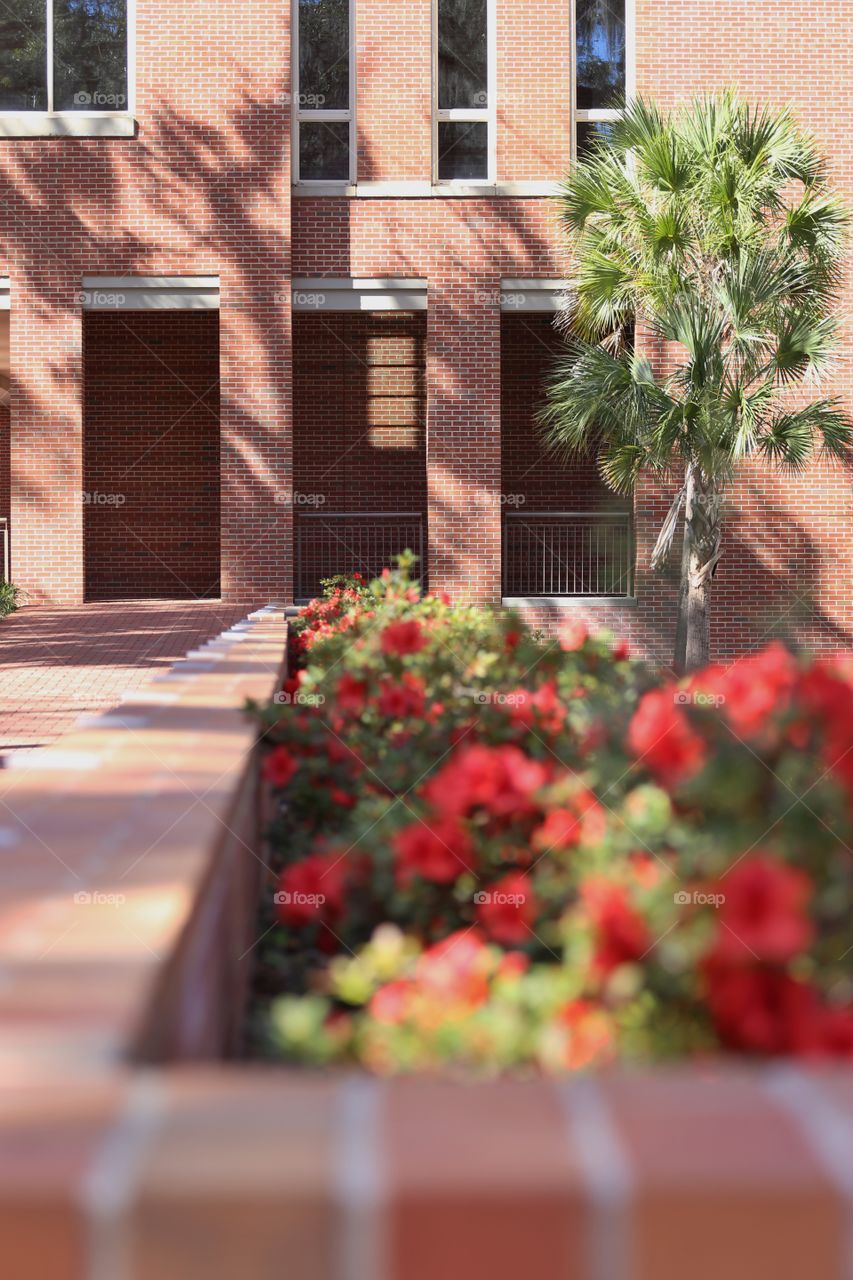  Flowers and Buildings