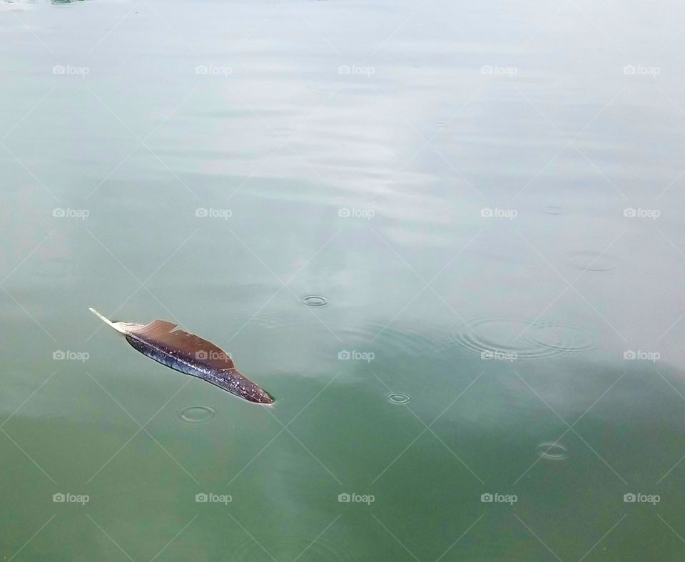 feather floating on the lake during a light rain.