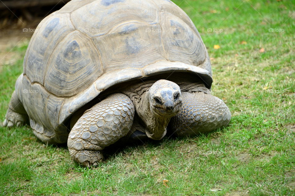 Portrait of giant tortoise