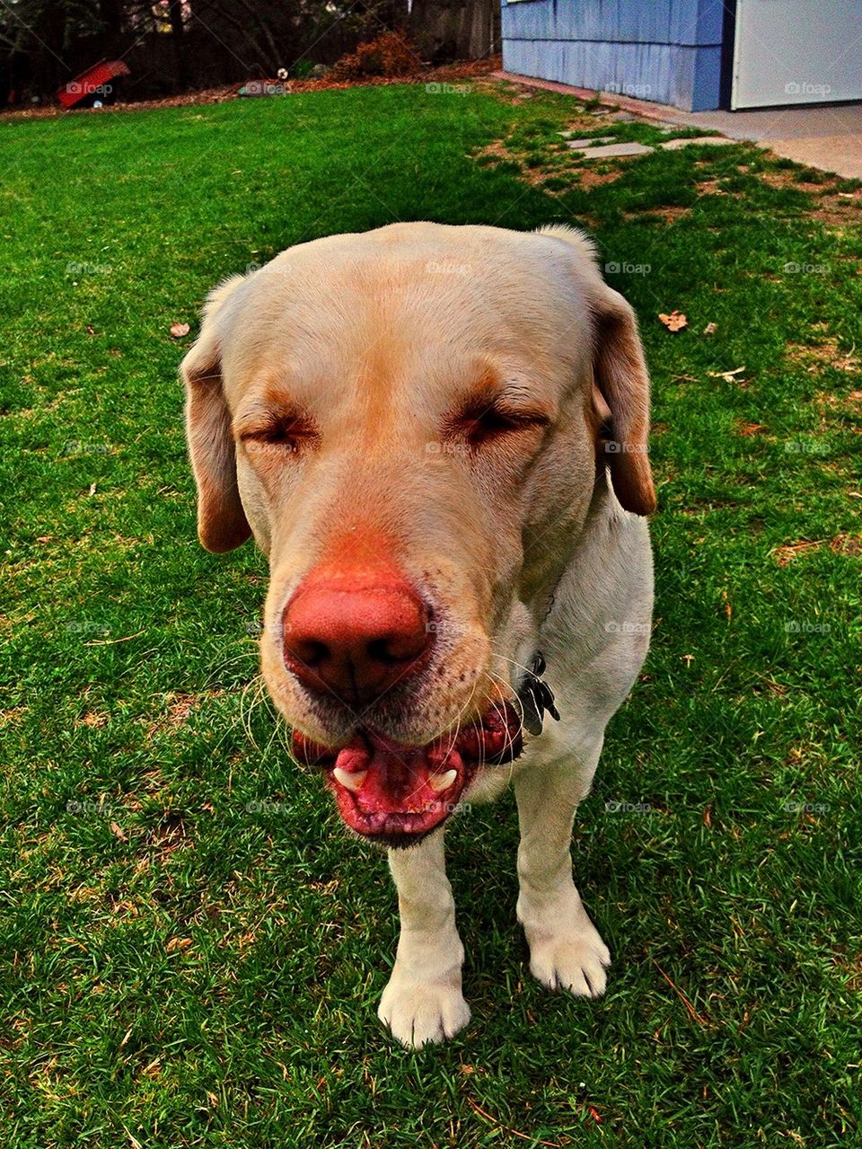 Yawning Dog