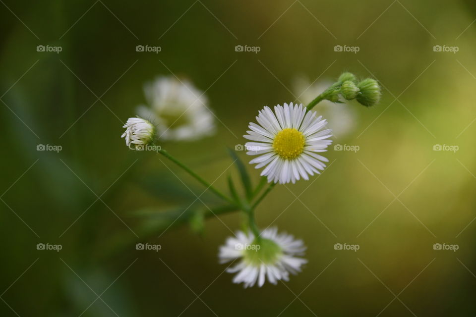 tiny white flowers