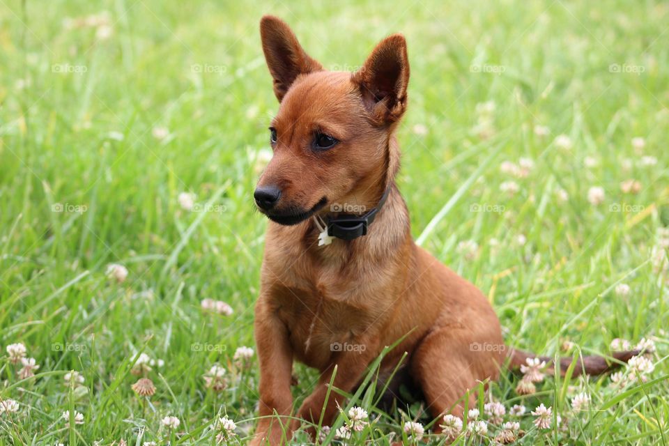 Jack Russell cross outside enjoying the spring air 