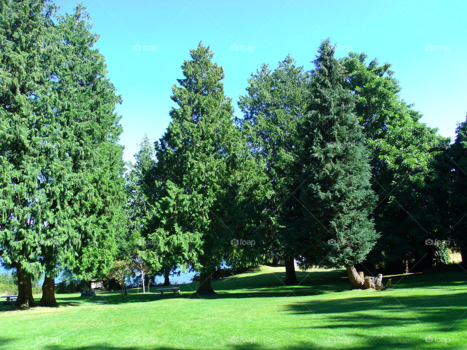 Park Trees