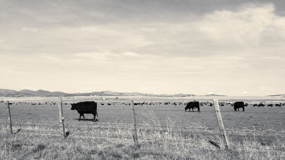 Cows on green meadow