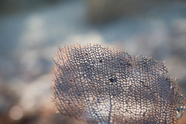 bits of coral. Piece of coral washed up from the reef in cancun