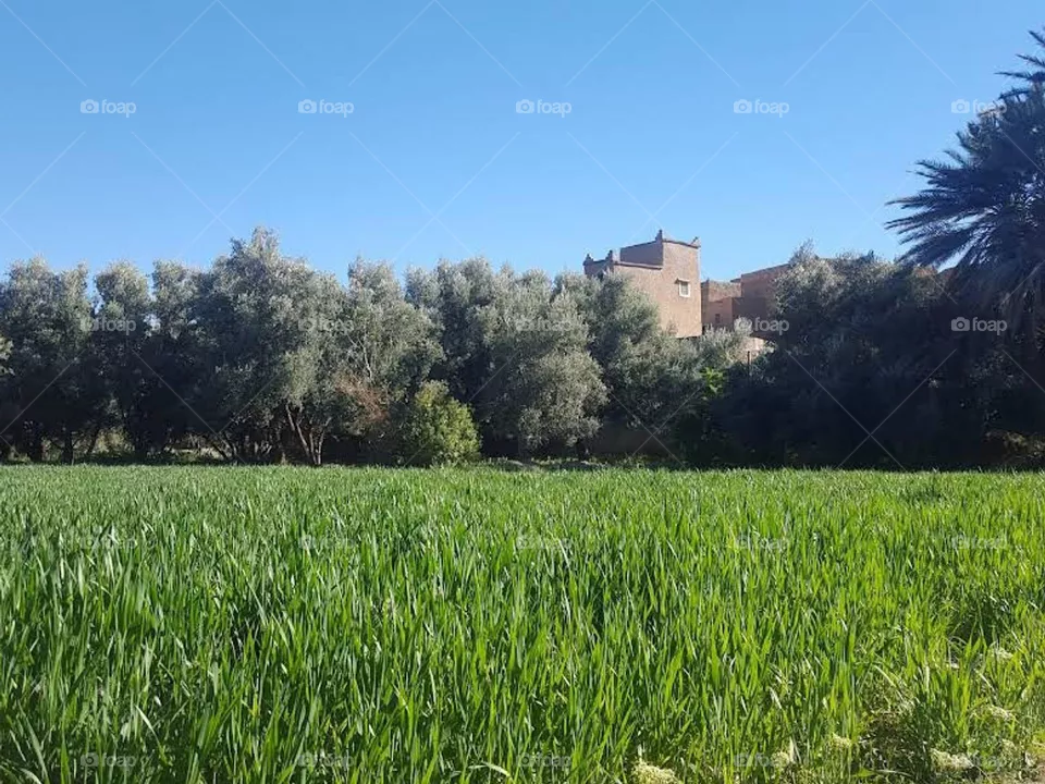 Wheat cultivation Tadighoust
