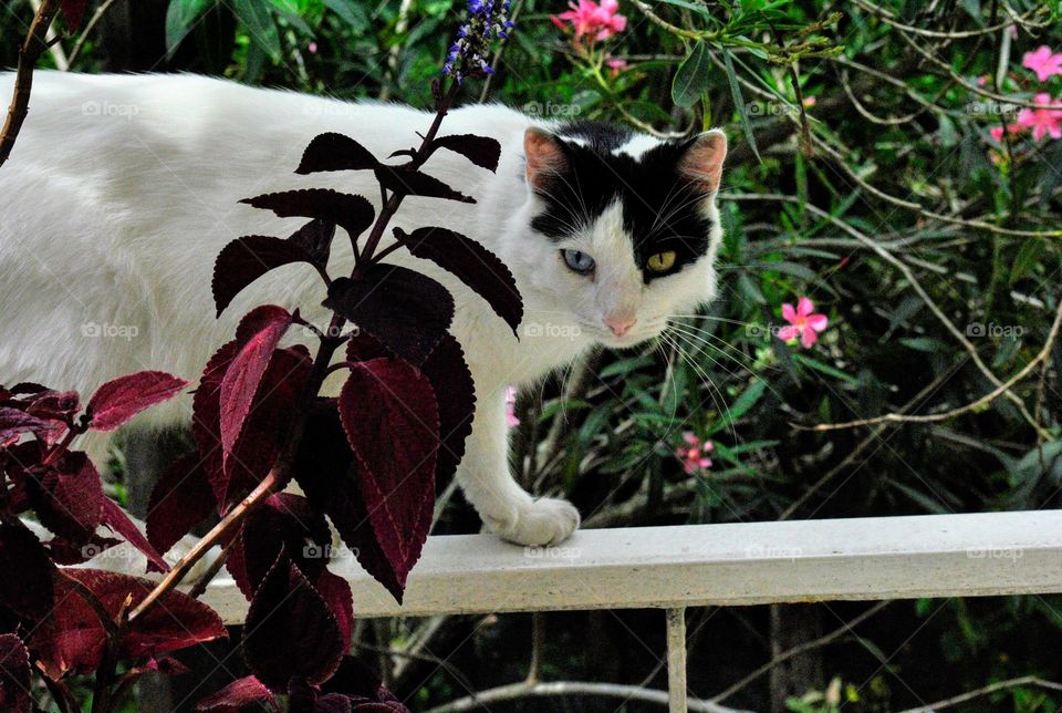 Gato curioseando por las rejas de mi jardín