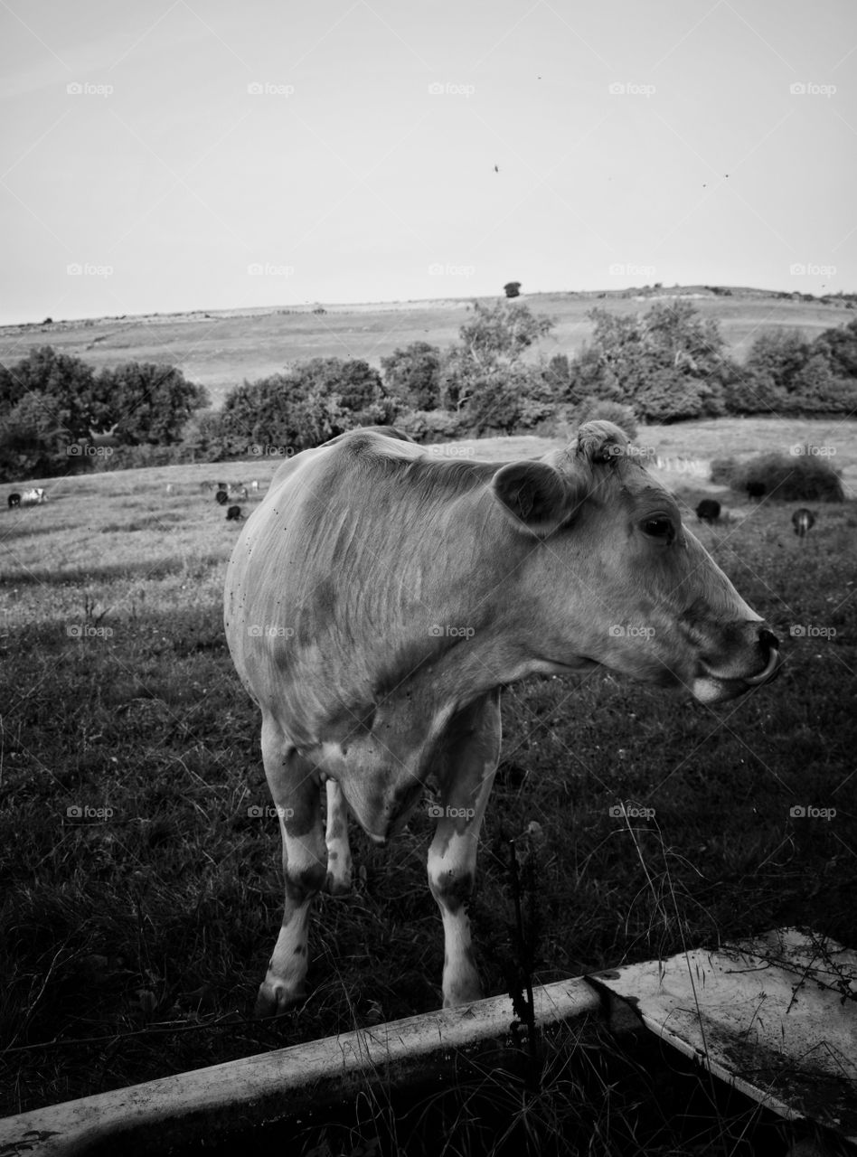 cow