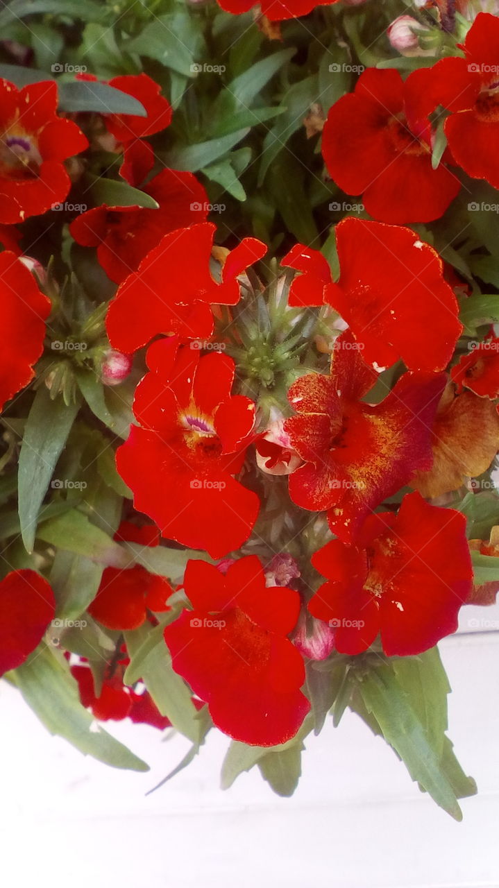 Blooming red flower outdoors