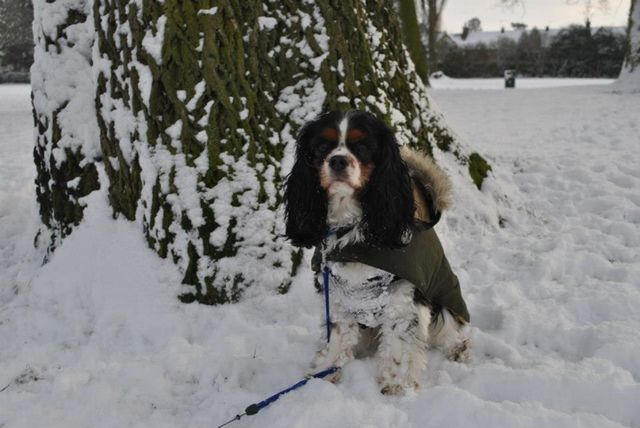 Walter the dog sits in front of a tree in the snow. His puffy coat keeps him warm as he gazes at the camera. 