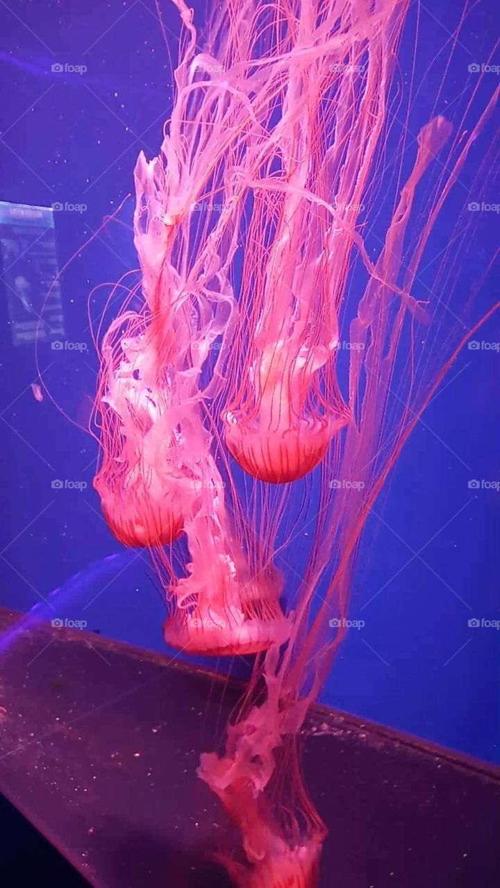 Jellyfish
