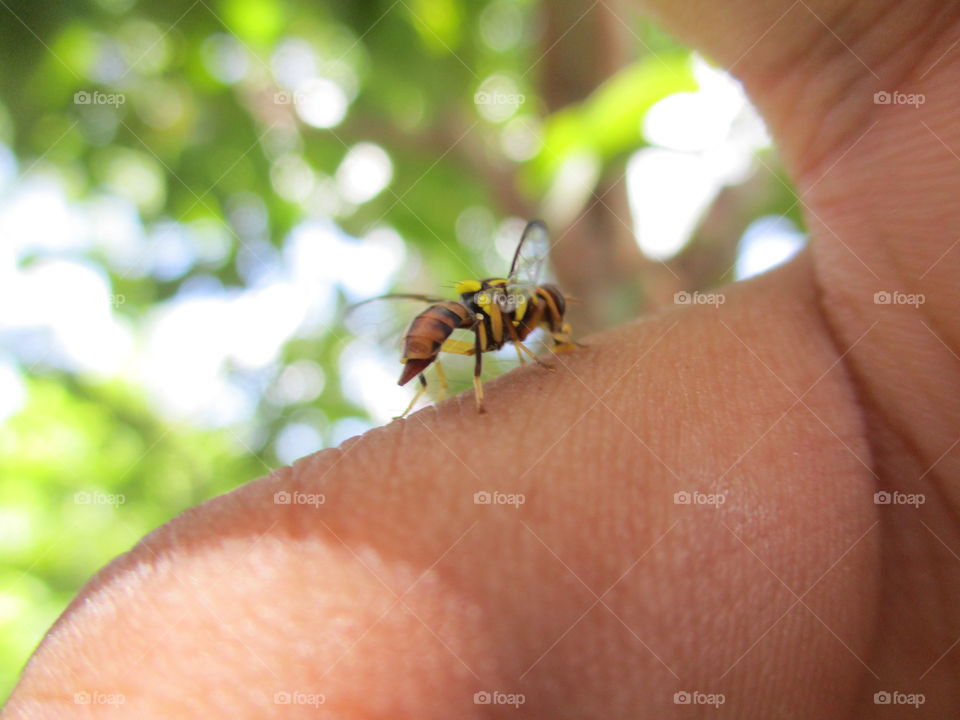 bees on my hand