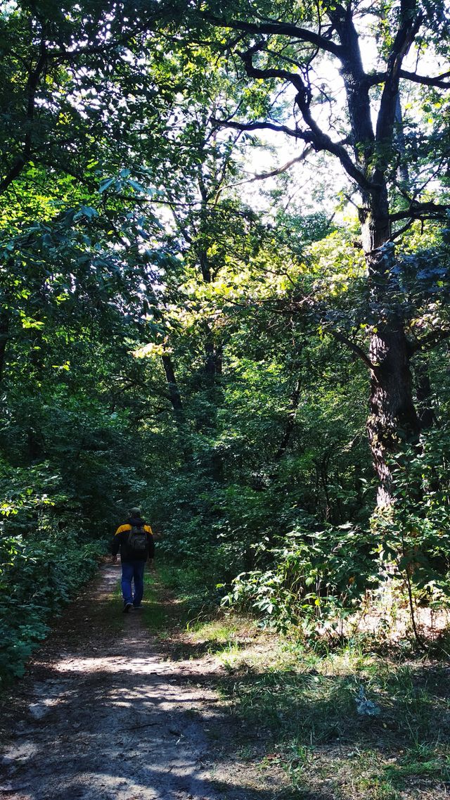 Forest walk
