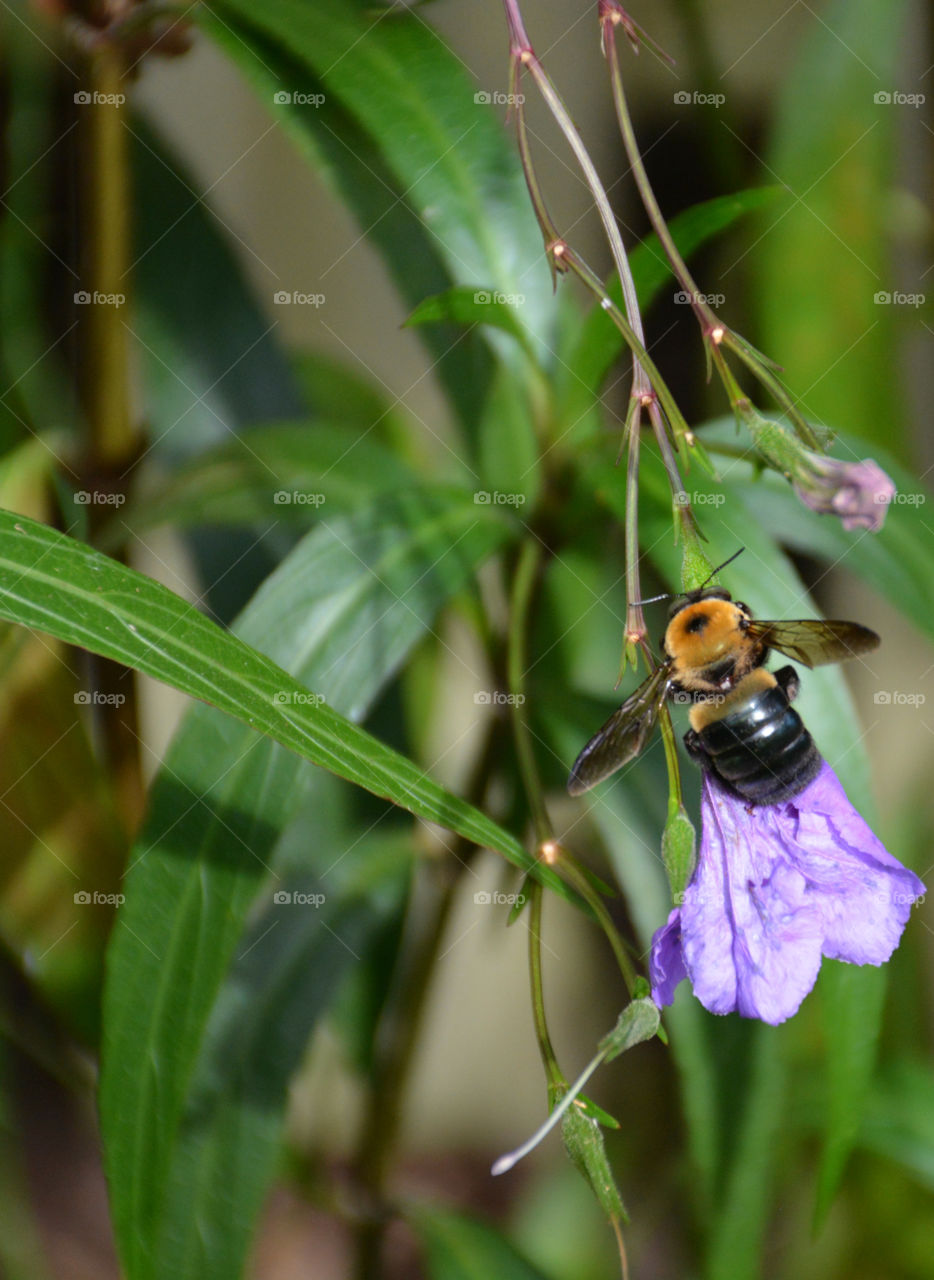 Bee feeding and pollinating wild flower