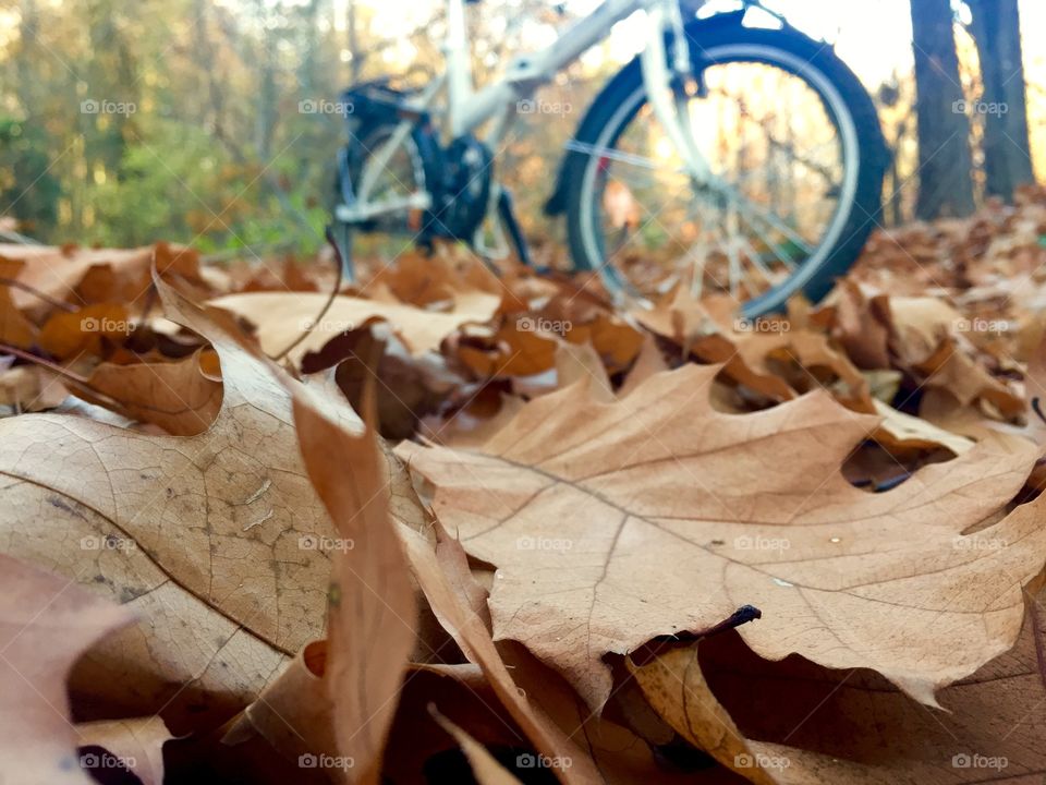 Riding the bike in autumn