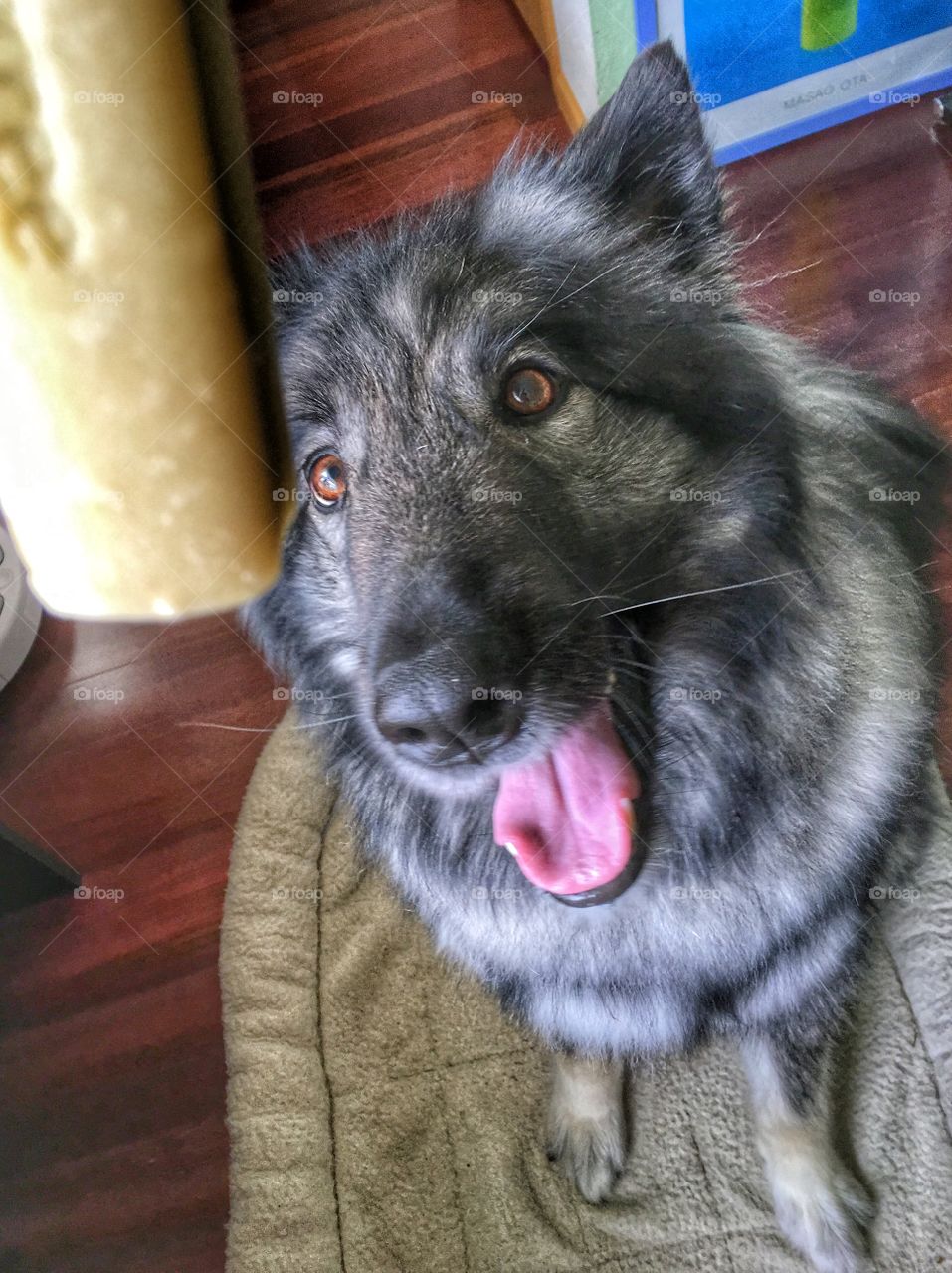 High angle view of a dog