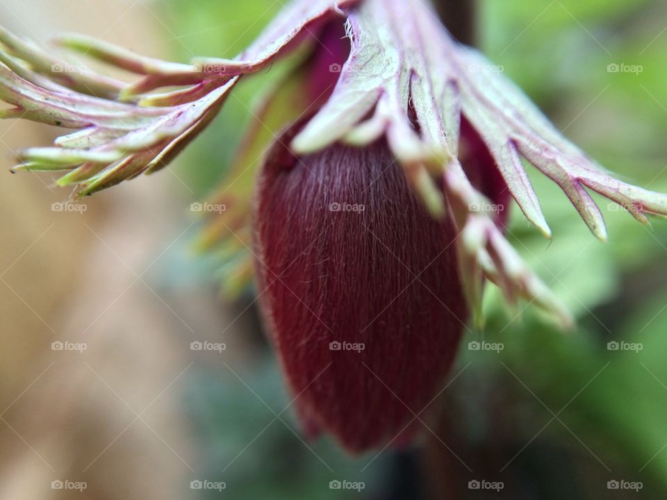 Eyecatching Bud