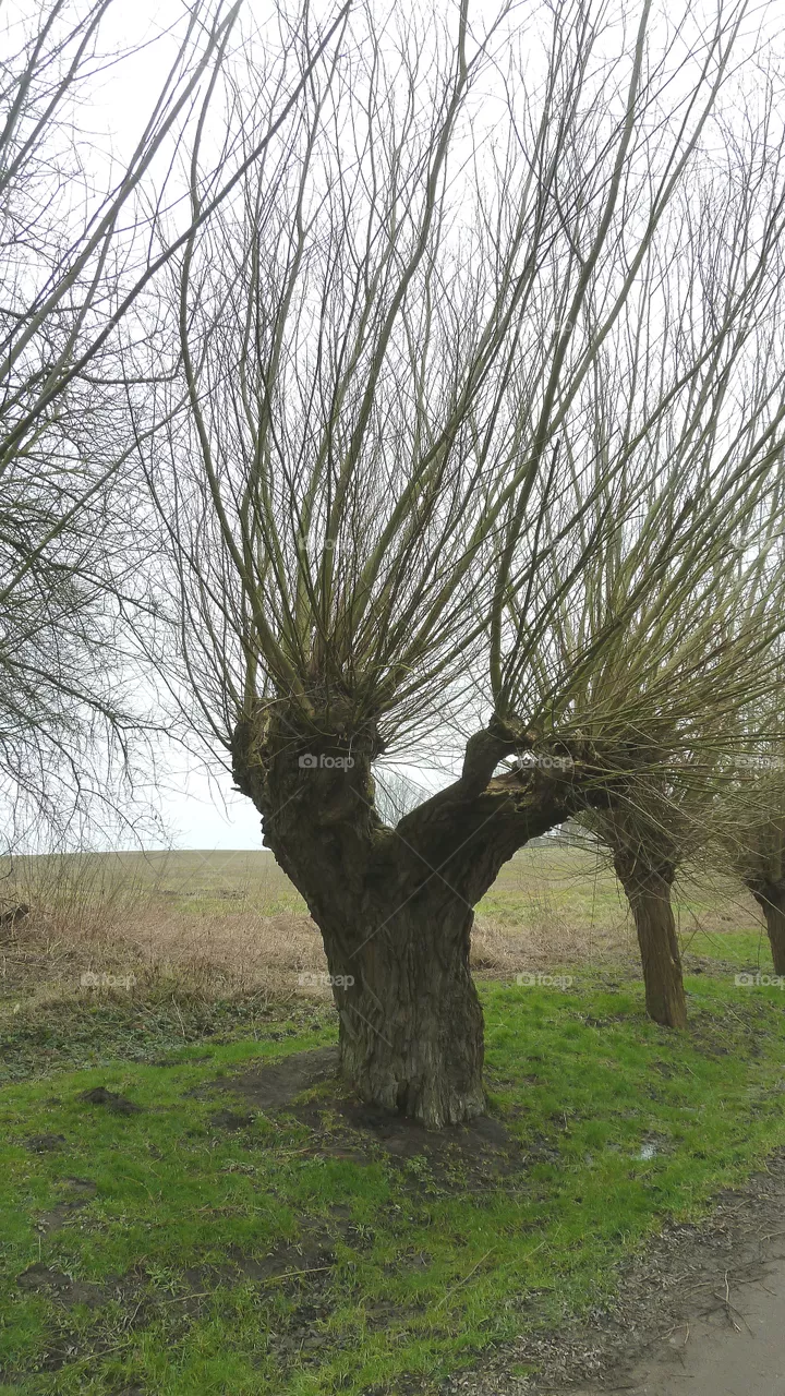 Weidenbaum