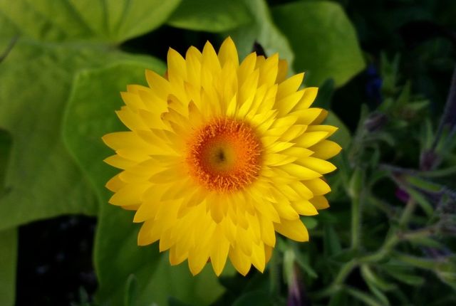 Straw Flower
