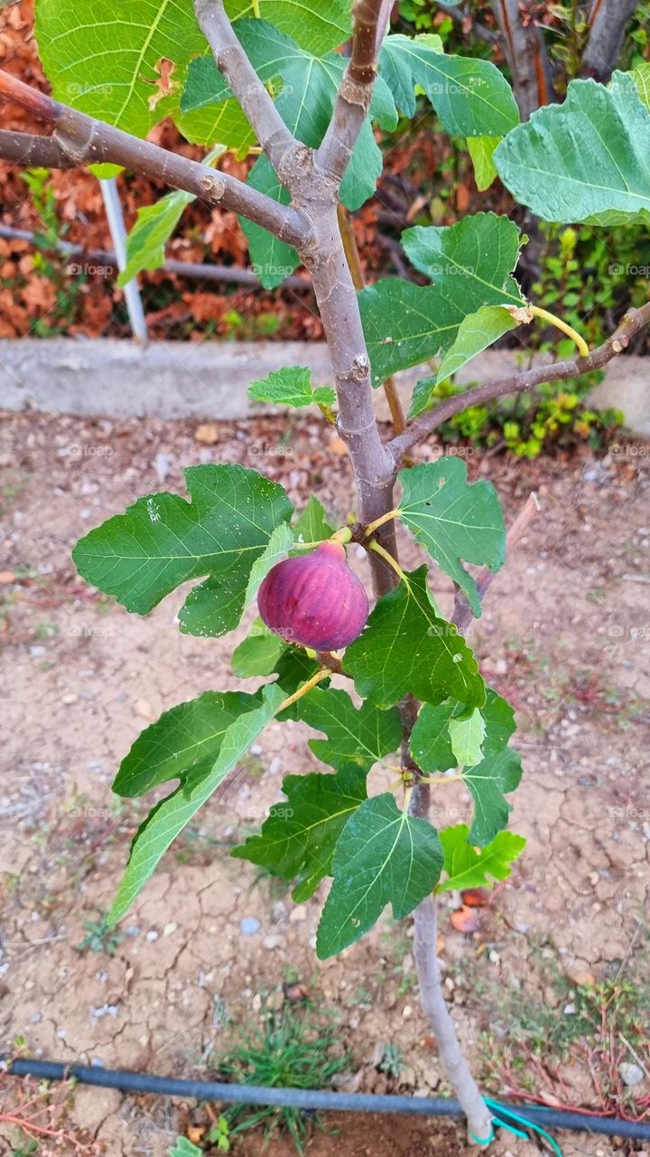 Figs