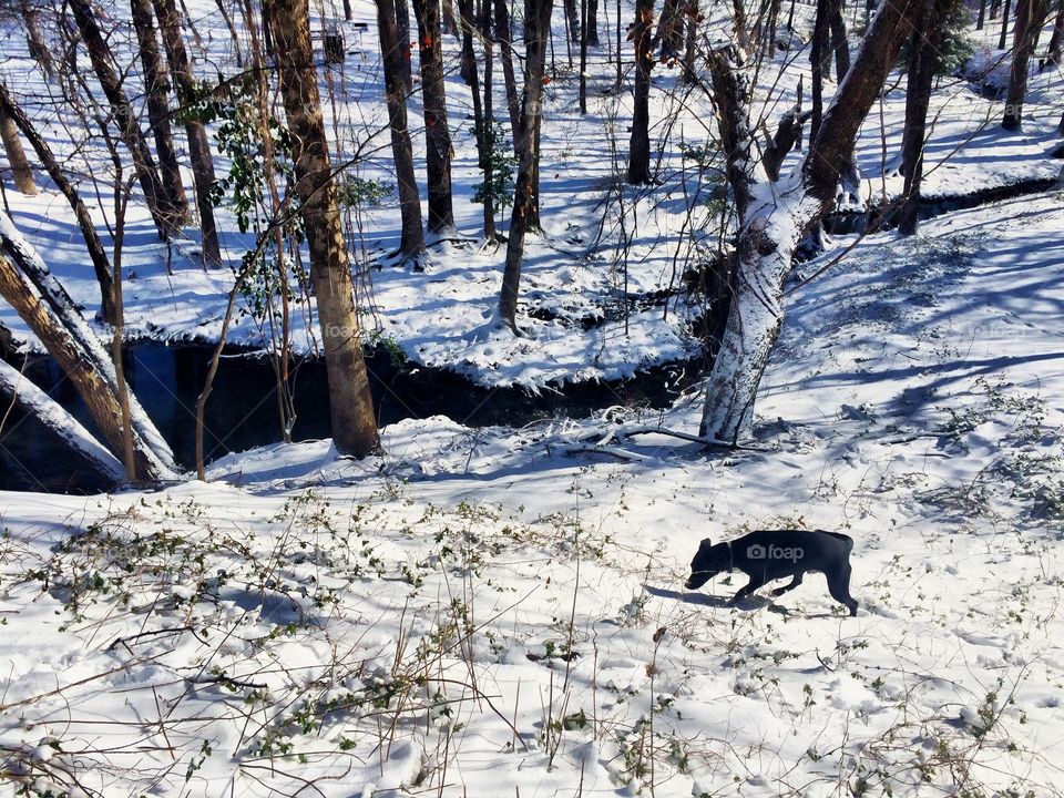 A dog explores a snow covered hill near a group of trees surrounding a creek.