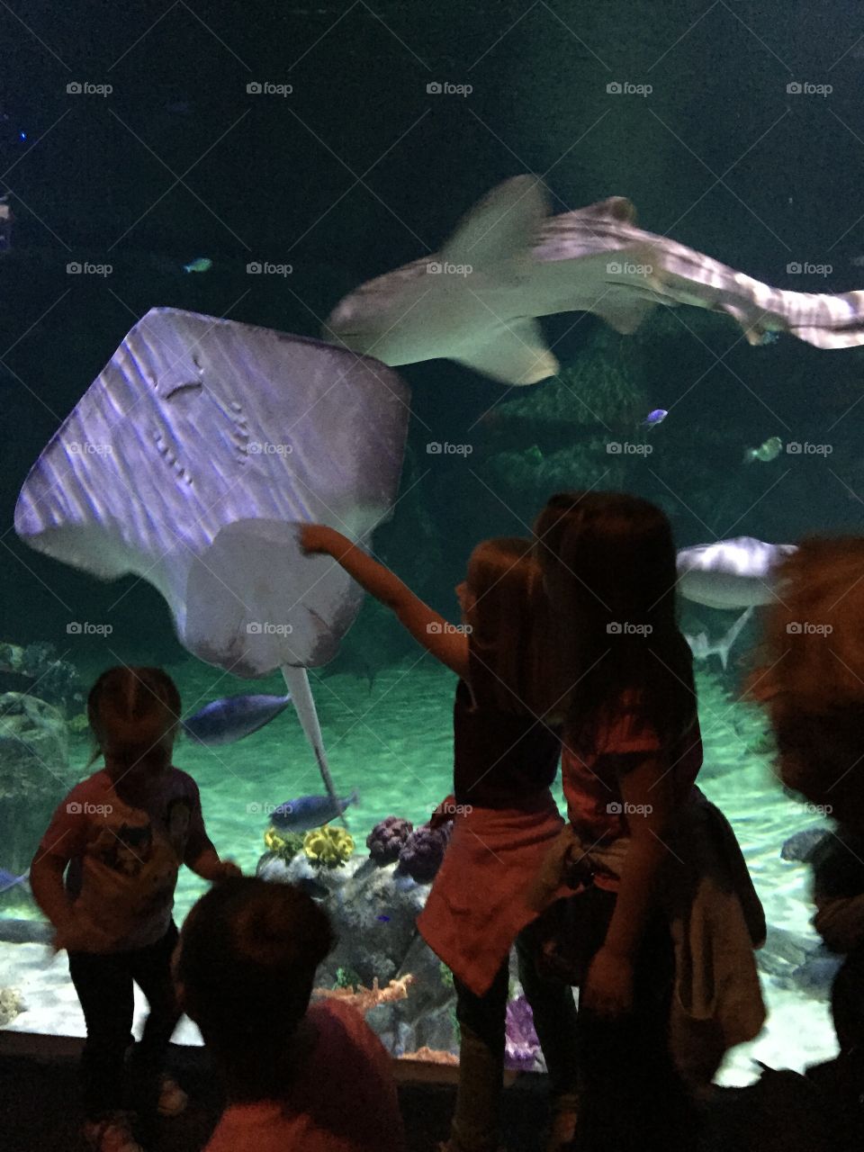Fun at the aquarium. Sting Ray at the aquarium