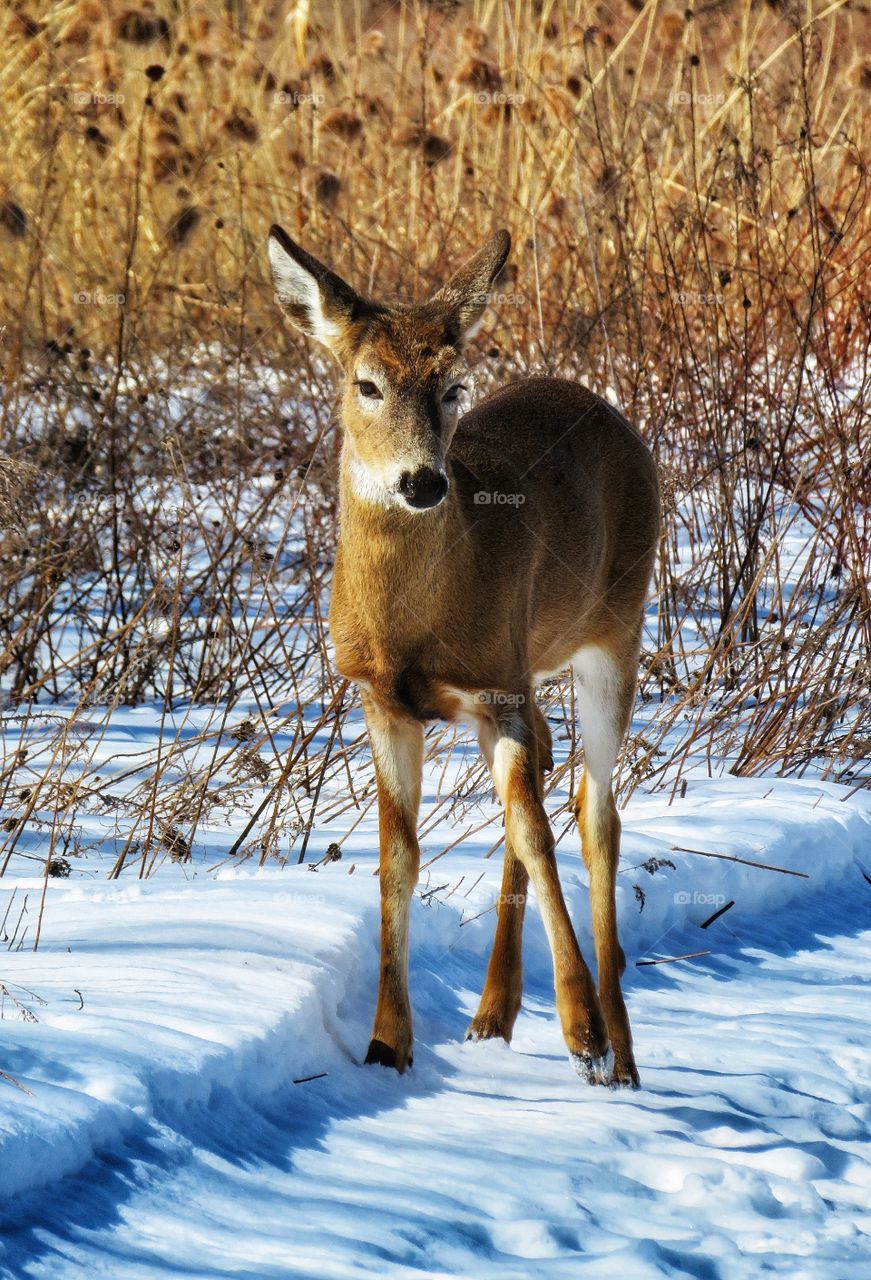 This morning Îles de Boucherville 