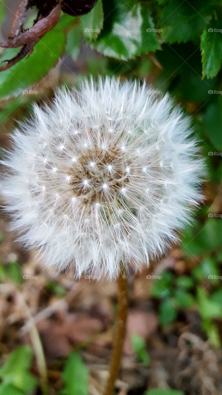 dandelion