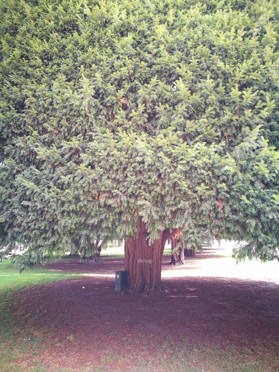 Tree at Hampton Court Palace