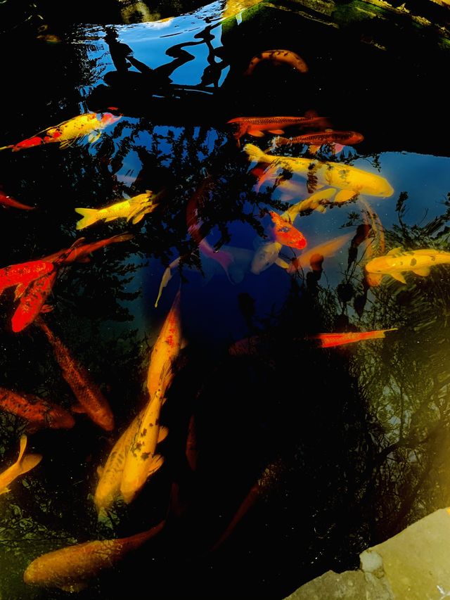 A variety of Amur carp (koi) fish in an outdoor pond for decoration. Different bight colored fish in pond water. 