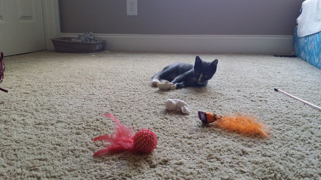 Foster kitty