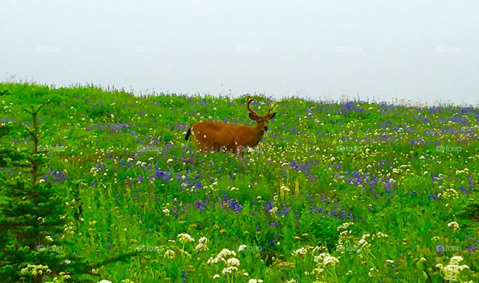 Raindeer in wild flower meadow