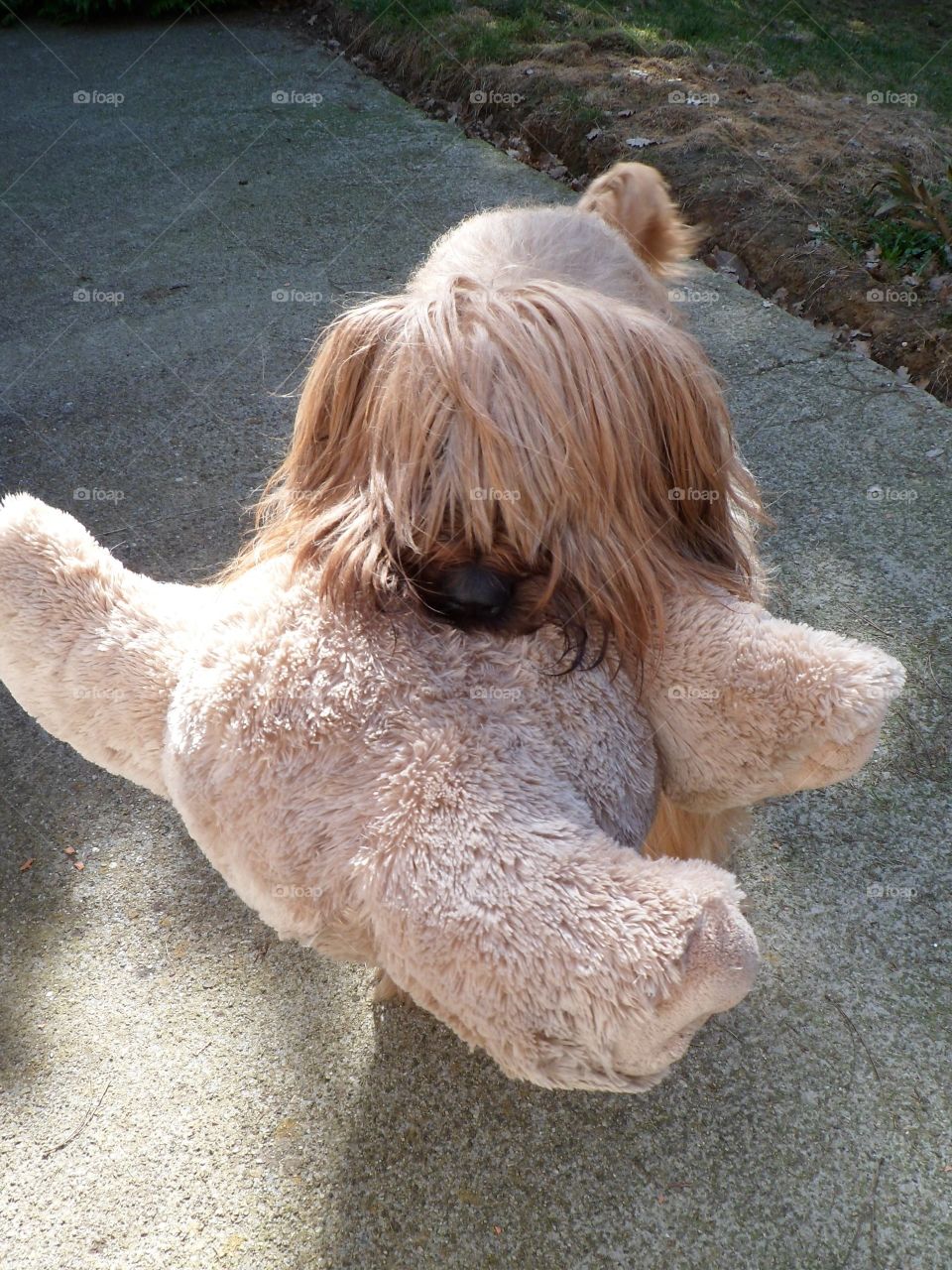 Dog briard and it teddy bear Cannelle