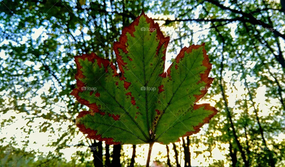 autumn