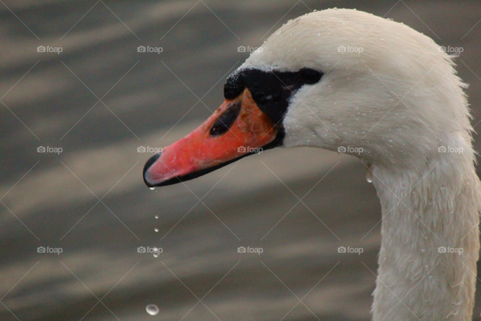 white water swan drops by ipixxiqi