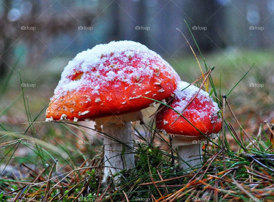 frozen mushrooms